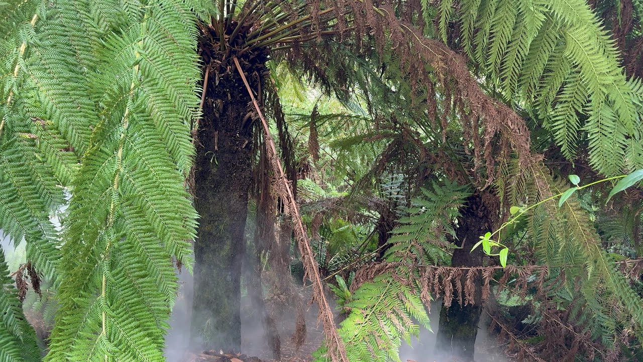 Exploring a Tropical Rainforest in Australia - Canberra National Botanic Gardens Tour