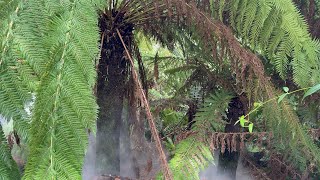 Exploring a Tropical Rainforest in Australia - Canberra National Botanic Gardens Tour