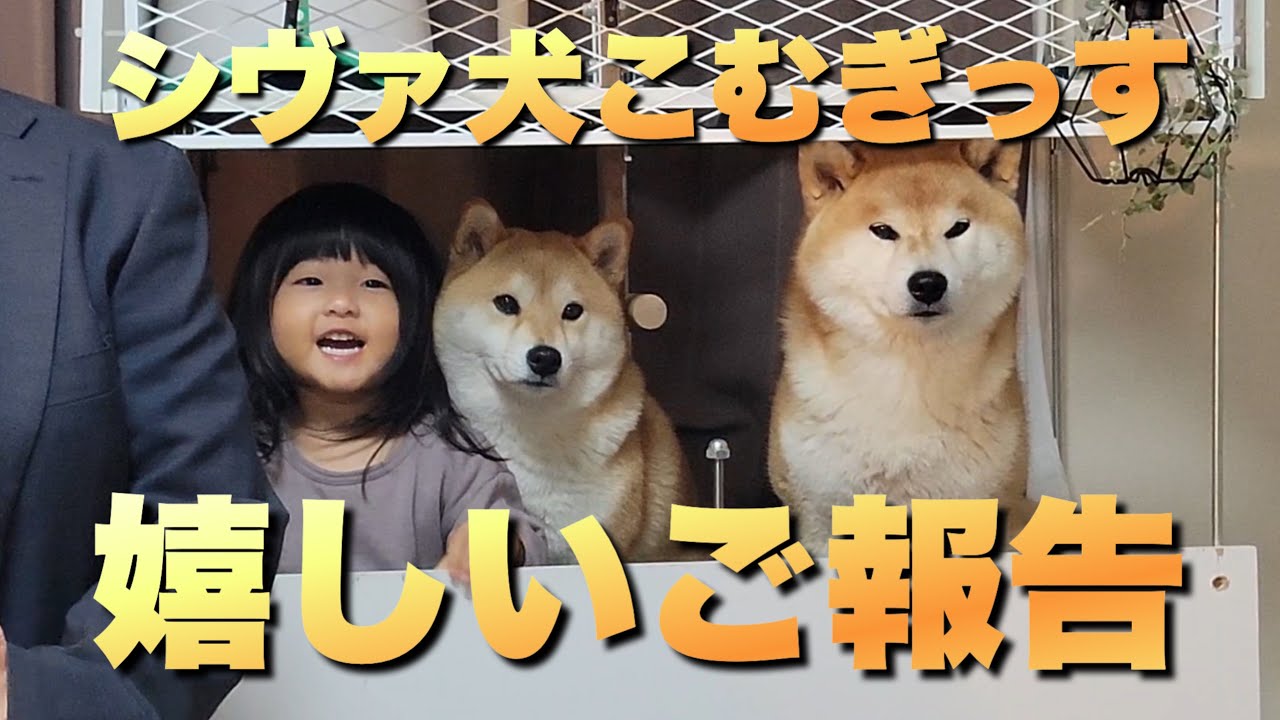 I'm Shiba Inu Komugis, so I'm sure fans will be happy to hear from