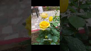 #LifeCycle #NaturePhotography #YellowRose #LifeLessons #Perspective  #InstagramIndia #PhasesOfLife