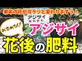 【アジサイ】花後の肥料 / 時期・種類・方法など / 地植え、鉢植えで実践 / 他アナベルはどうする？【ガーデニング】