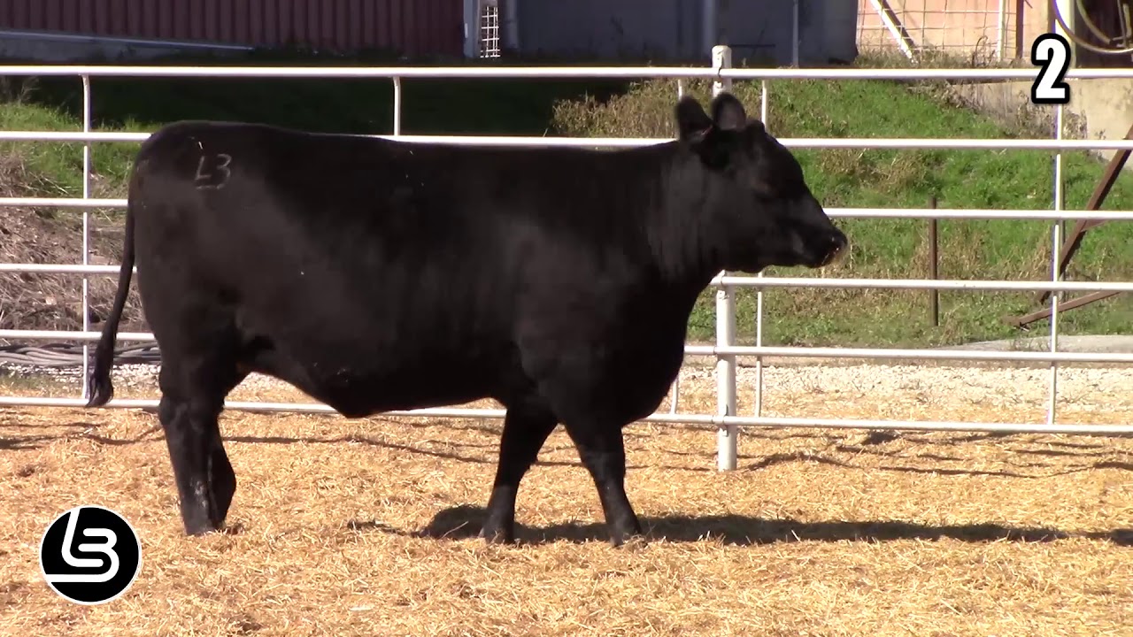 angus tasty Mill Brae Ranch Lot 2