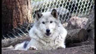 WOLF - Remembering Kiki