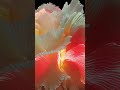 🌿 Ableton Live Jam 🎹 Chilled Lofi Ambient Techno 124BPM ✌️ #moby Vibes x Ambient Indietronica 🌿🔥🎧🛋
