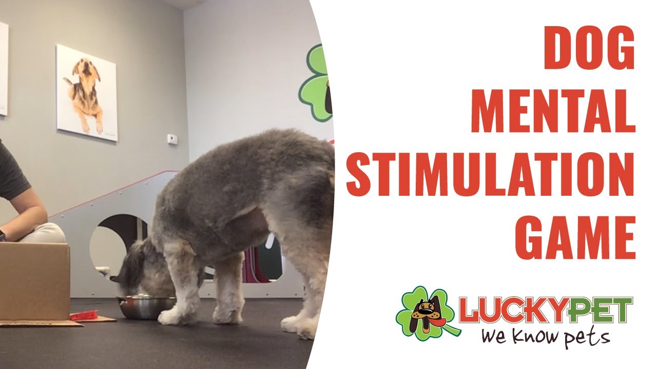 Doggie Daycare Dog mental stimulation games YouTube