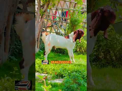 Beautiful Mewati Bakra 💫 #trending #shorts #viral #youtubeshorts