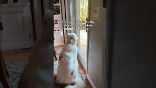Hope everyone had a great Friday! #dogsofyoutube #pyrenees #husky