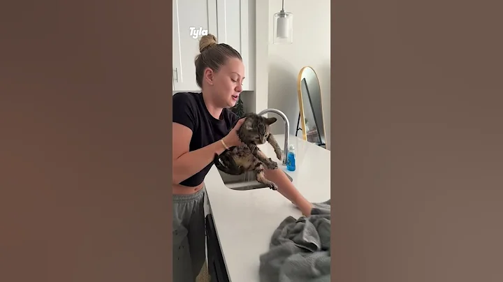 Watch the video about Kitten Gets a Bath After a Toilet Mishap 😯 (🎥