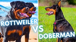 Doberman vs Rottweiler - Dog Breed Comparison by Rocadog 1,065 views 3 months ago 4 minutes, 32 seconds