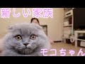 【新しい家族】涙の出会いと天国の家族にご報告【サプライズ　ドッキリ】