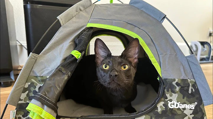 Watch the video about Put Together the GDanes Tent with Me and See my Cats&rsquo; Reactions