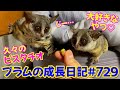 Bushbaby Plum&#39;s Growth Diary ショウガラゴ プラムの成長日記 729