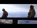 Os Macacos De Gibraltar (Um Vídeo Diferente) - Gibraltar Monkeys 2023