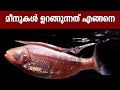 മീനുകൾ ഉറങ്ങാറുണ്ടോ ? സത്യം എന്താണ് ? | Do Fish Sleep?