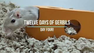 The Big Cheese! Twelve days of gerbils! Day Four!