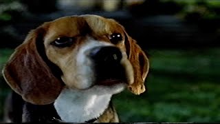 Cats & Dogs: Lou Confronts Butch (2001) (Vhs Capture) - Youtube