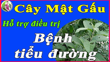 Cây mật gấu hỗ trợ điều trị bệnh tiểu đường|LAS TV