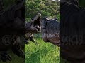 HABLEMOS DE LOS SPINOS DE REBIRTH 🧡🦖 #jurassicworld #jurasicpark #shorts #humor