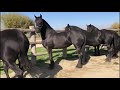 Friesieni de vanzare Armasari, Iepe, Iepe gestante, Tineret | Friesian for Sale Horse Riding Cismasu