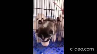 Dog Goes To Jail