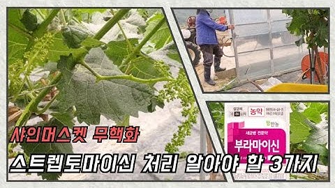 샤인머스켓 씨없애기 스트렙토마이신 처리시 알아야 할 3가지