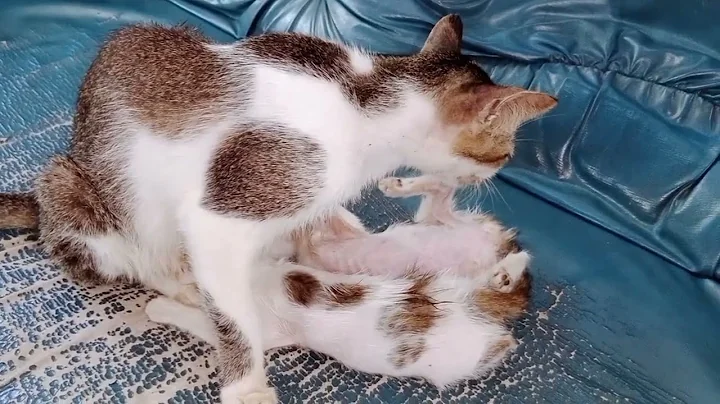 Watch the video about Funny animal videos 2022 🤣😺 - funniest cat 😂 - funny cat videos #24