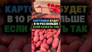 Этот метод посадки увеличит урожай картошки в 10 раз картофель урожай посадка огород дача