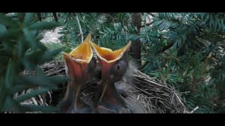 Baby Robins 🧡🧡🧡🧡 ~ Day Six #babies #babyrobins #americanrobinnest #natureisawesome