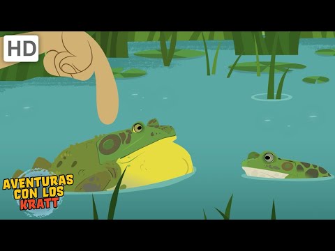 Criaturas semi-acuáticas | Ranas, cocodrilos + más [episodios completos] Aventuras con los Kratt