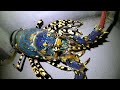 【魚突き】奄美大島 2022年1月21日