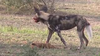 Hyena eating just born Baby Gazelle caught on camera | Lion Hunts Donkey |  Croc vs zebra by LionHub 1,021 views 4 years ago 17 minutes
