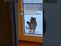 He Came Back For Him #shorts #animals #cat #tiger #gratitude