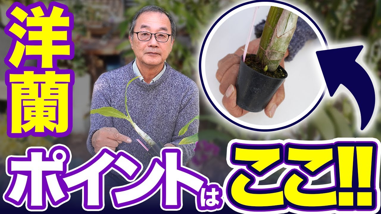 【洋蘭】花芽を見逃さないためのポイントと注意点を解説していきます！[orchid]Don't miss the flower buds@seedpot368  #sheath