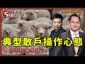 典型散戶操作心態丨你中咗幾多樣？-上午策略王-盧志明KenLo_KHO-2021年8月4日