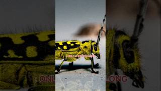 The $39,000,000 Tiny Monster!🚫⚠️😱💀#shorts#nature#scary#animals#deadly#facts#mystery#shortsusa