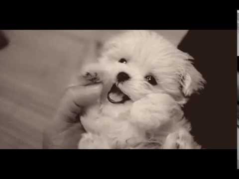 かわいすぎる子犬動画 キュンキュンしちゃう癒され子犬gif動画 その イヌ好きのためのgif動画まとめ Youtube