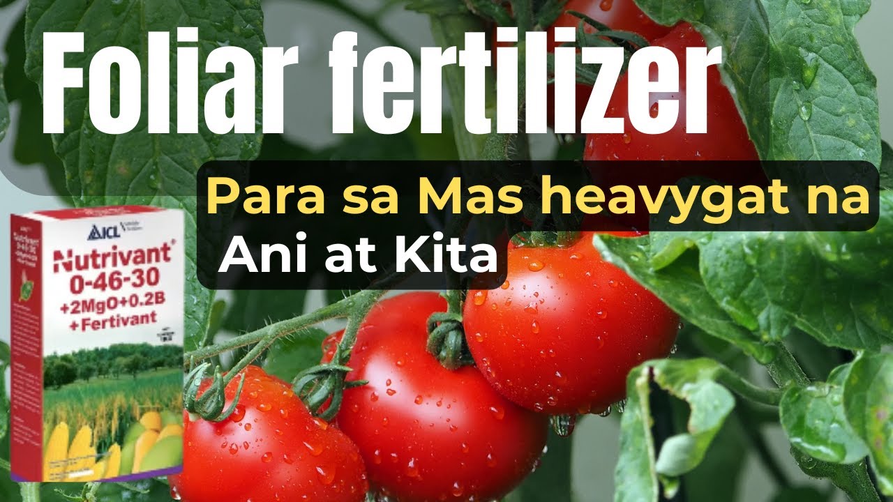 Ito ang Foliar Fertilizer para sa mas magandang ani. NUTRIVANT.