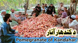 Pomegranate of Kandahar 09 October 2022 || د کندهار آنار