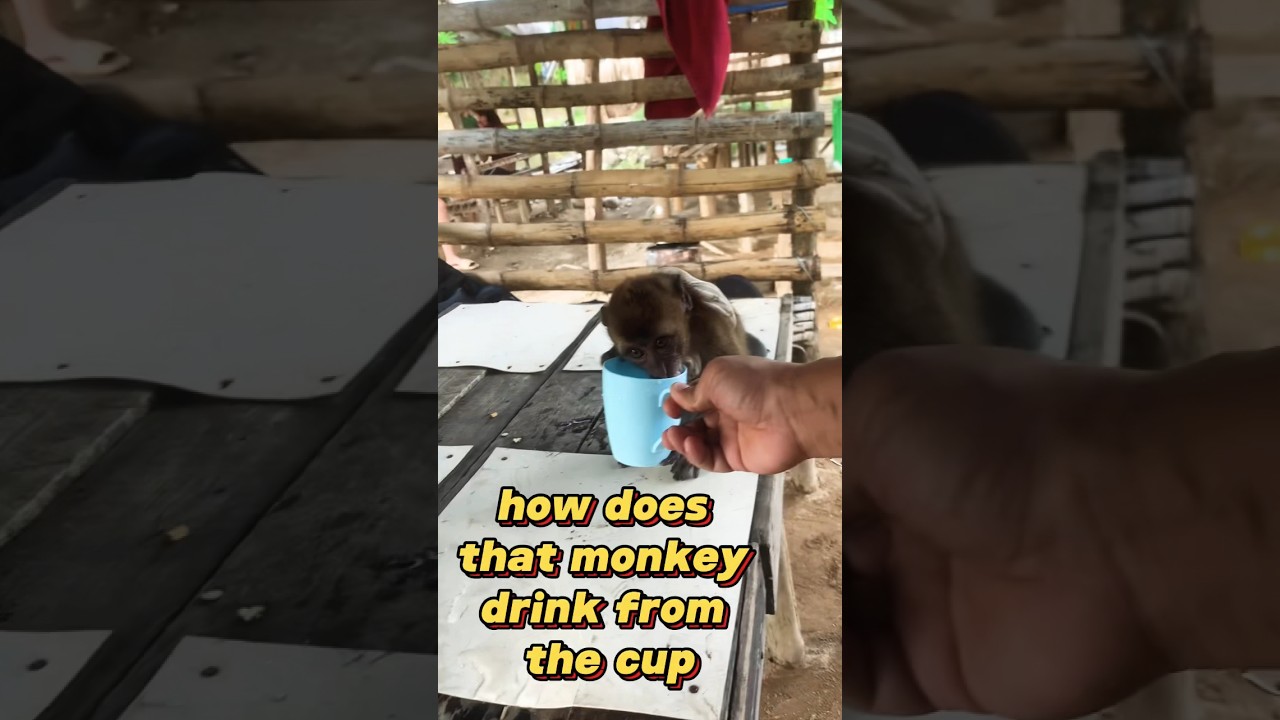 how does that monkey drink from the cup 