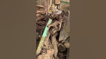 Bắt Rắn độc trong Đình thần #snake #saamp #daohangbatran #giangkabatran #truonggiangsb