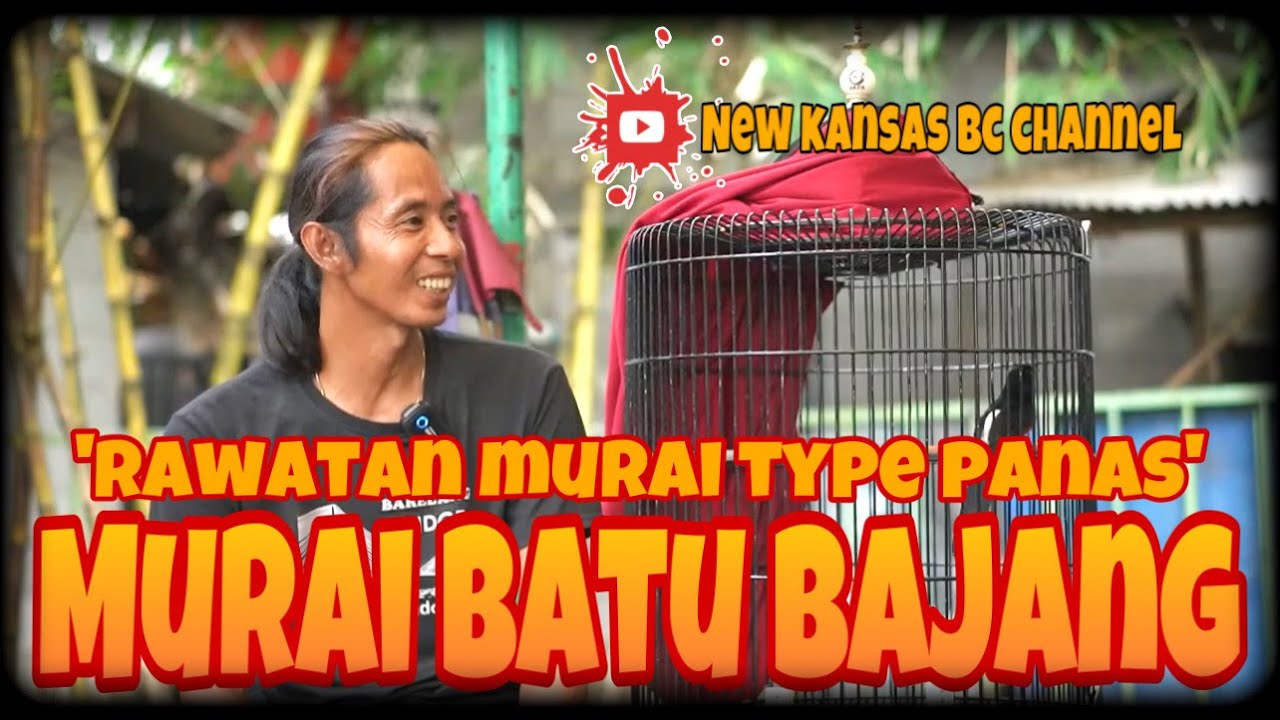MURAI BATU BAJANG🔴🔴RAWATAN TYPE PANAS ‼️JUARA KELAS LOSGAN✅✅