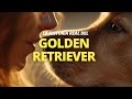 La historia real del Golden Retriever y por qué te entiende tanto