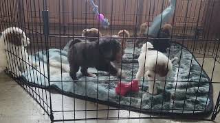 Cute Miniature Poodle Puppies Playing by D G 203 views 2 months ago 2 minutes, 45 seconds