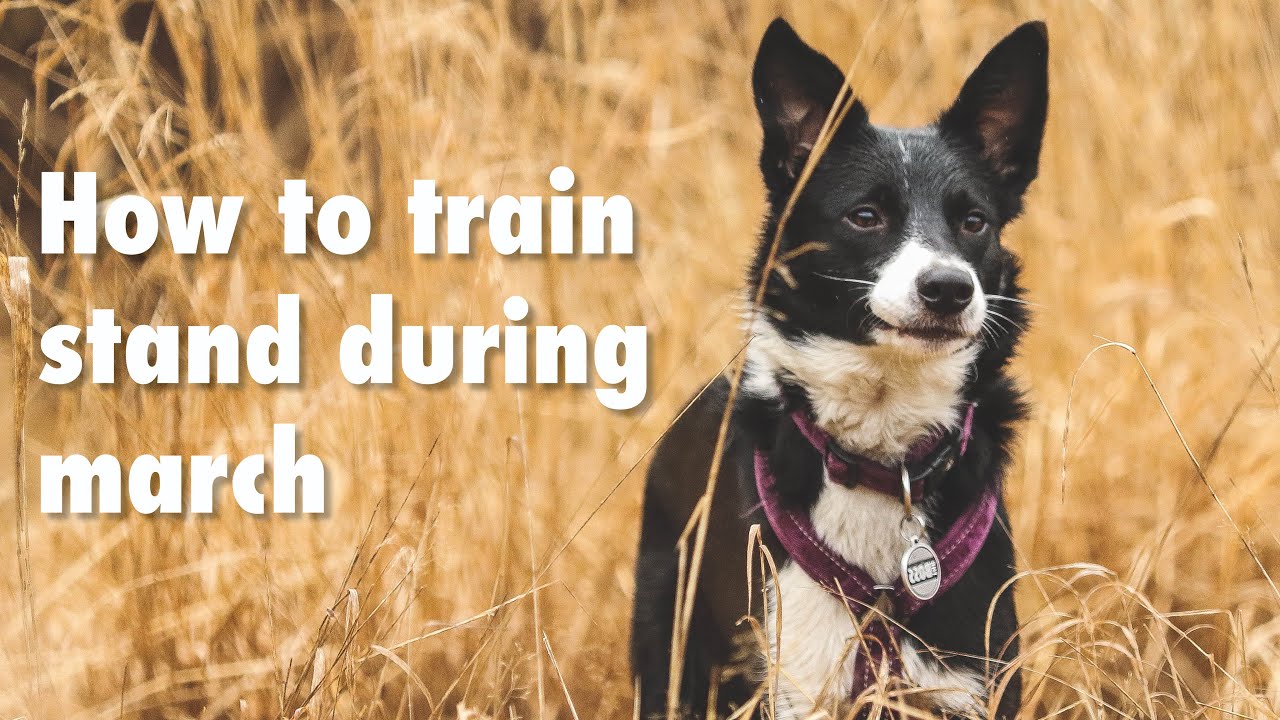 How to teach the stand during march for fci obedience