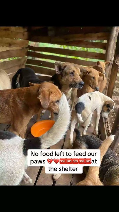 Please kindly tap the link in bio and donate something to help these ...