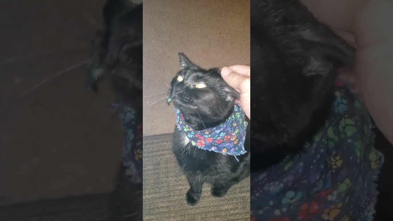 There's my big kitty🐈‍⬛😁 - YouTube