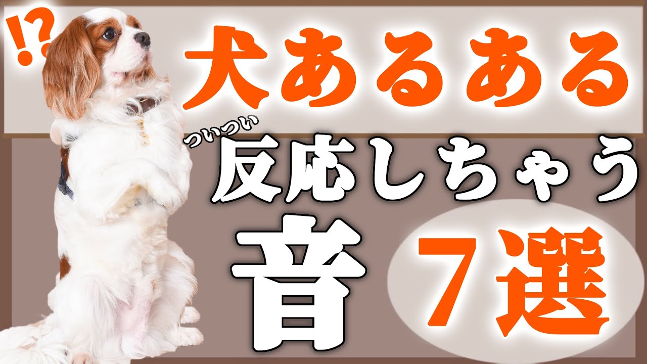 音がなるわんこ 犬が反応する音】犬なら絶対反応しちゃう⁉︎日常の音・言葉7選