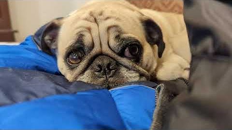 Pug looks around with his expressive eyes while resting on a blanket (2023 - January 13)