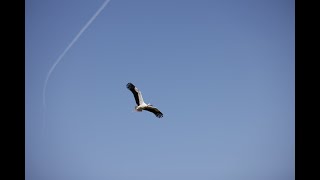 2022 White Stork Release
