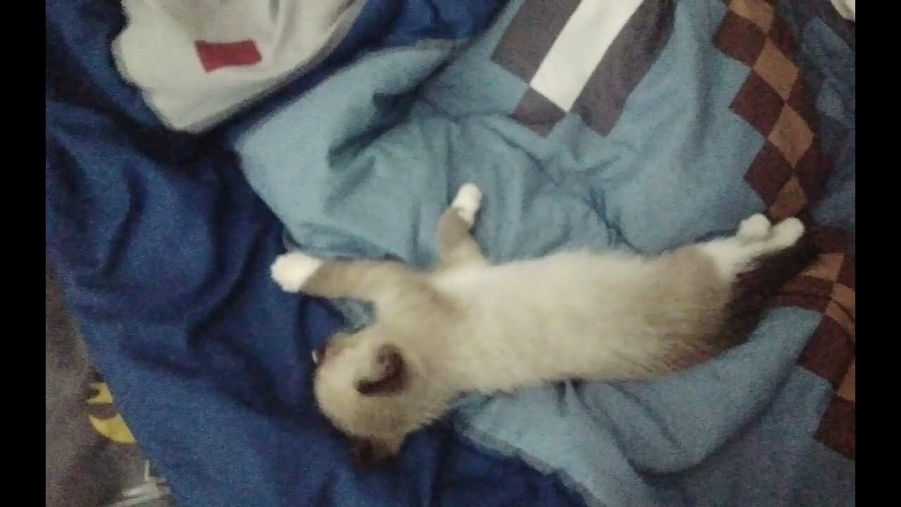 My kitten sleeping on my bed YouTube